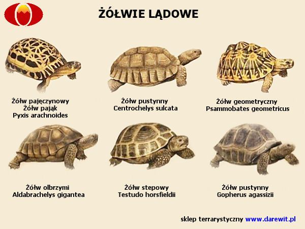 ogrzewanie żółwia greckiego, stepowego, pustynnego